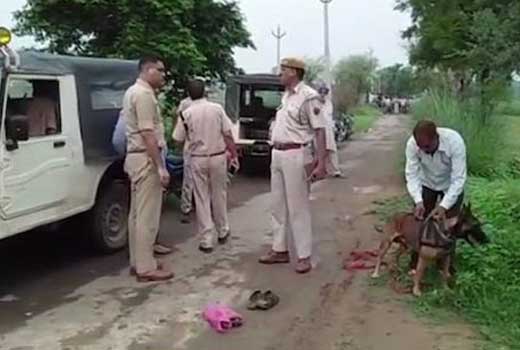 cow vigilants 21 jul 18